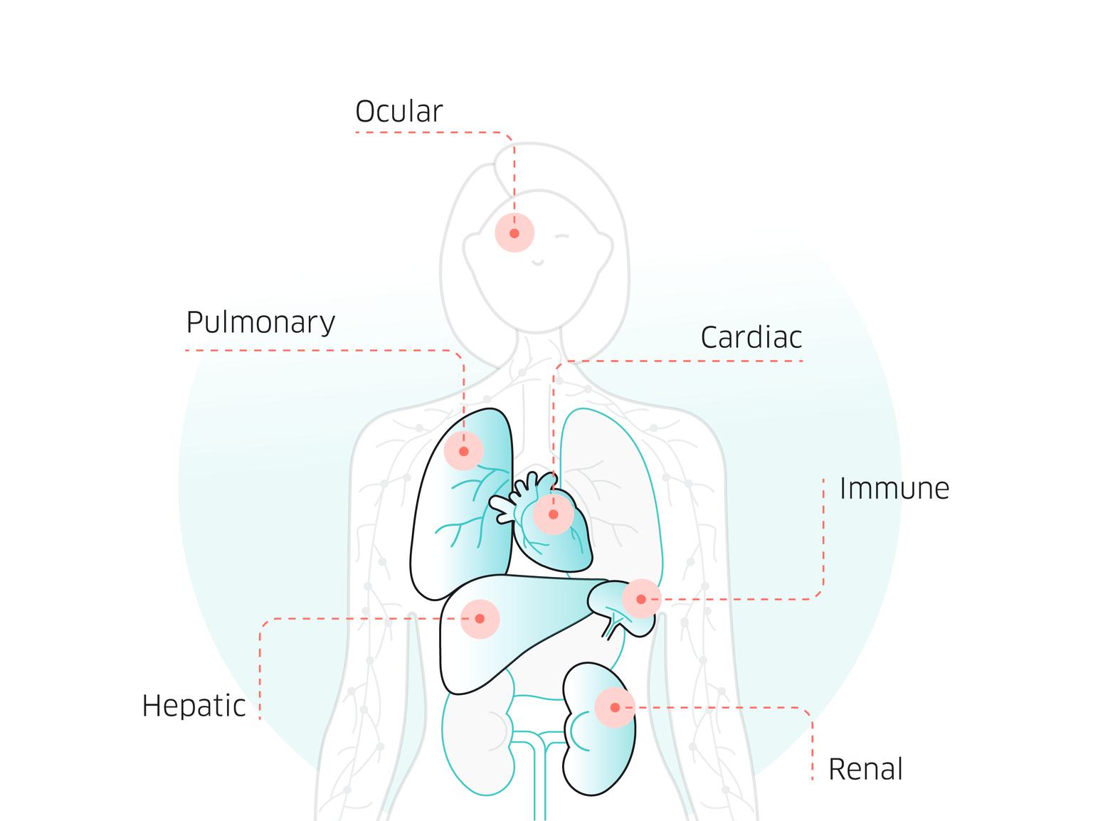 Illustration of a human torso