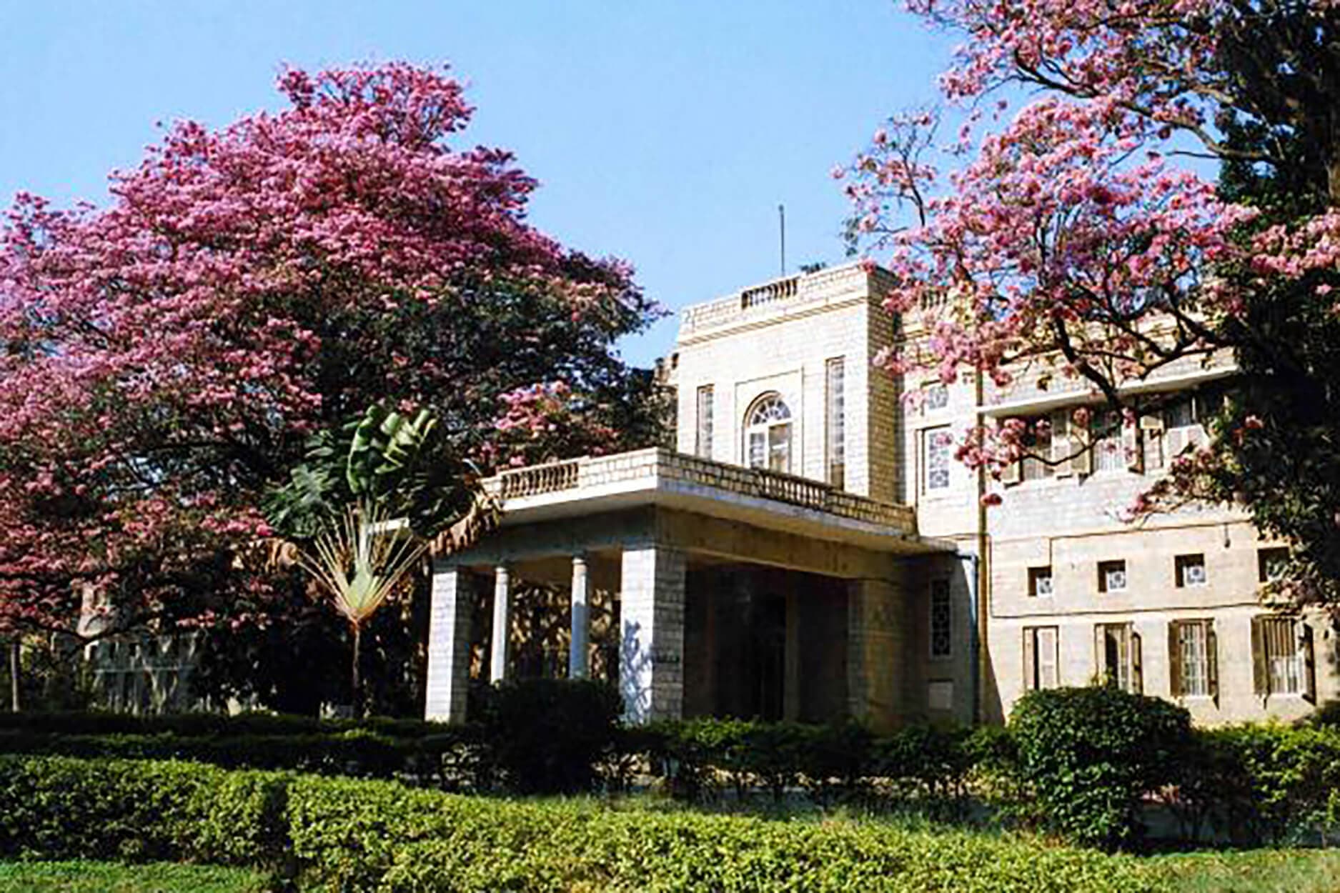 The entrance to a large white building, flanked by pink trees in bloom and a short hedge
