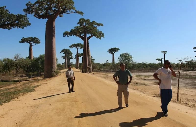 Variant Bio partners walking down a dirt road with large baobab trees in the distance.
