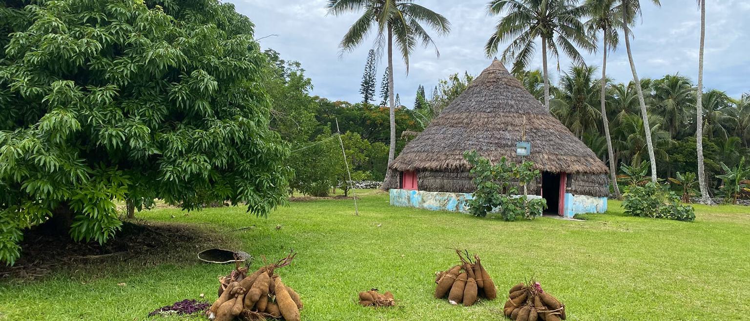 A yurt in a large open area with tree cover.